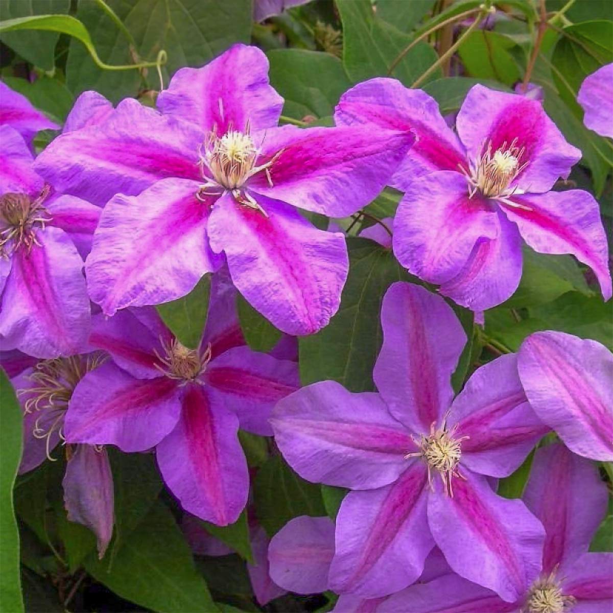 Clematis 'Vivienne Beth Currie'
