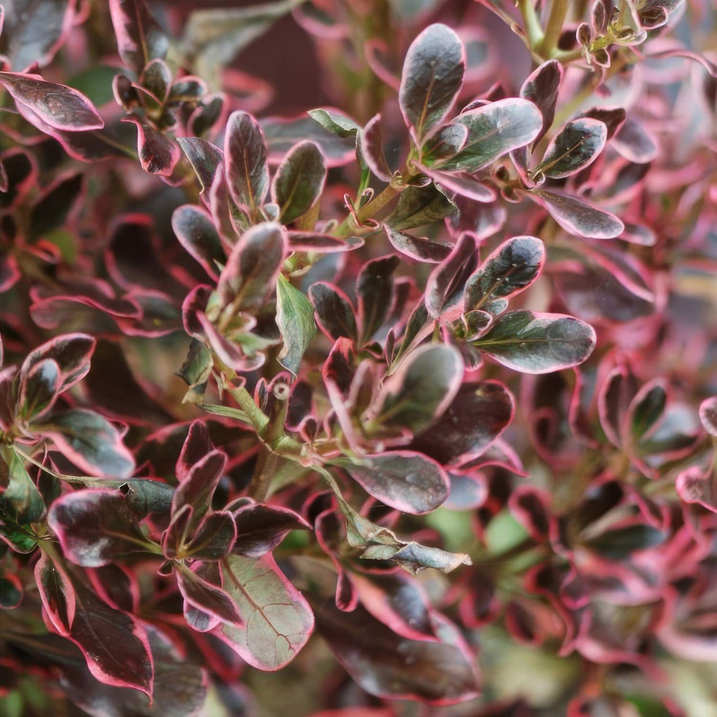 Coprosma repens 'Pacific Dawn'