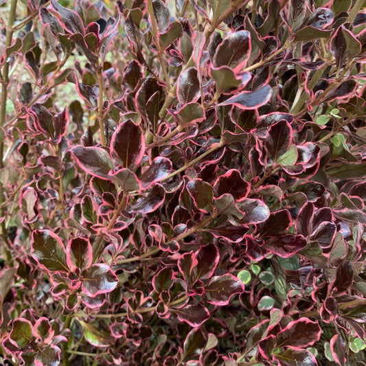 Coprosma repens 'Pacific Dawn'