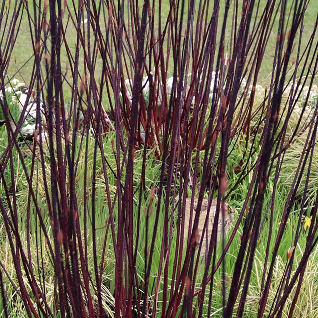 Cornus alba 'Kesselringii'