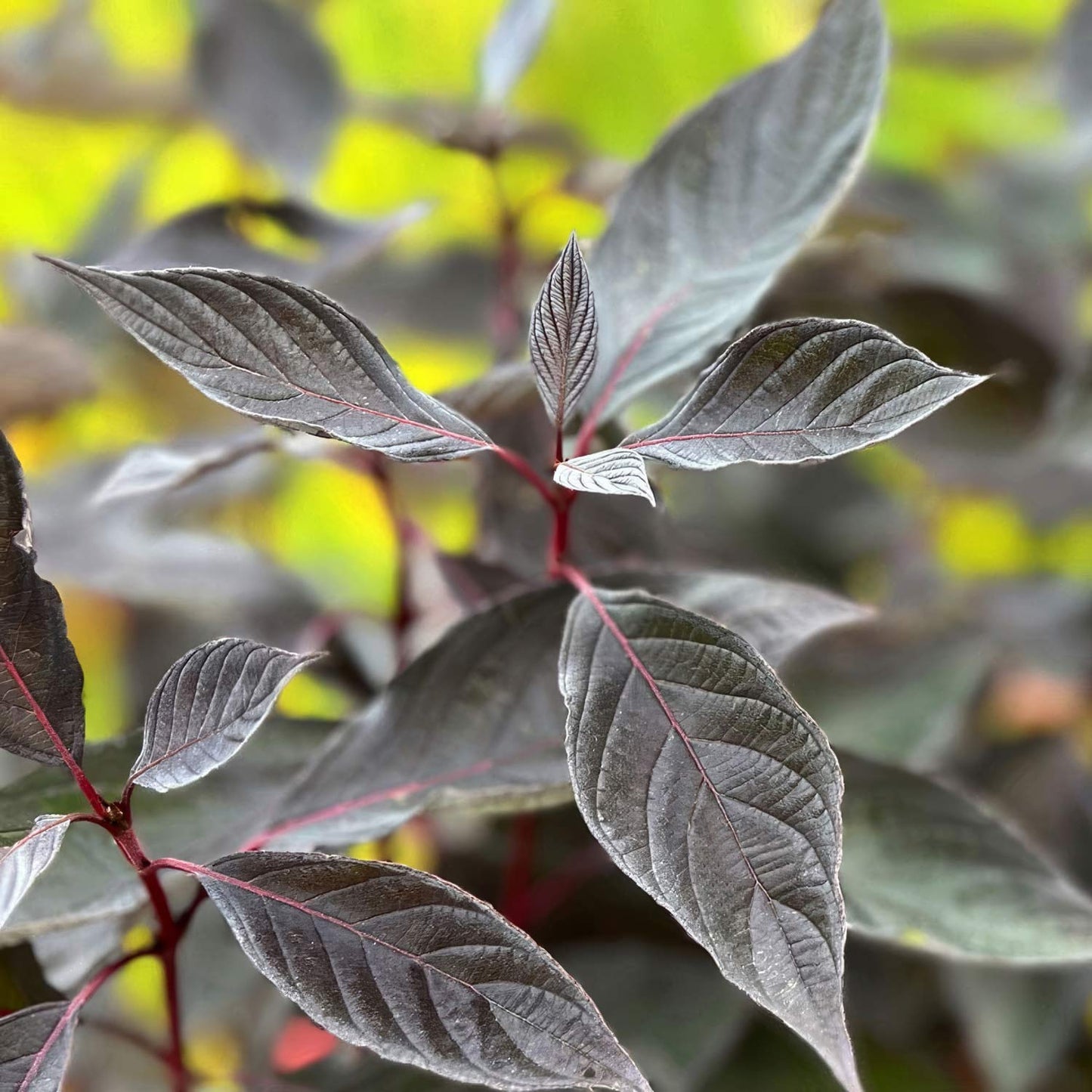 Cornus alba 'Nightfall'