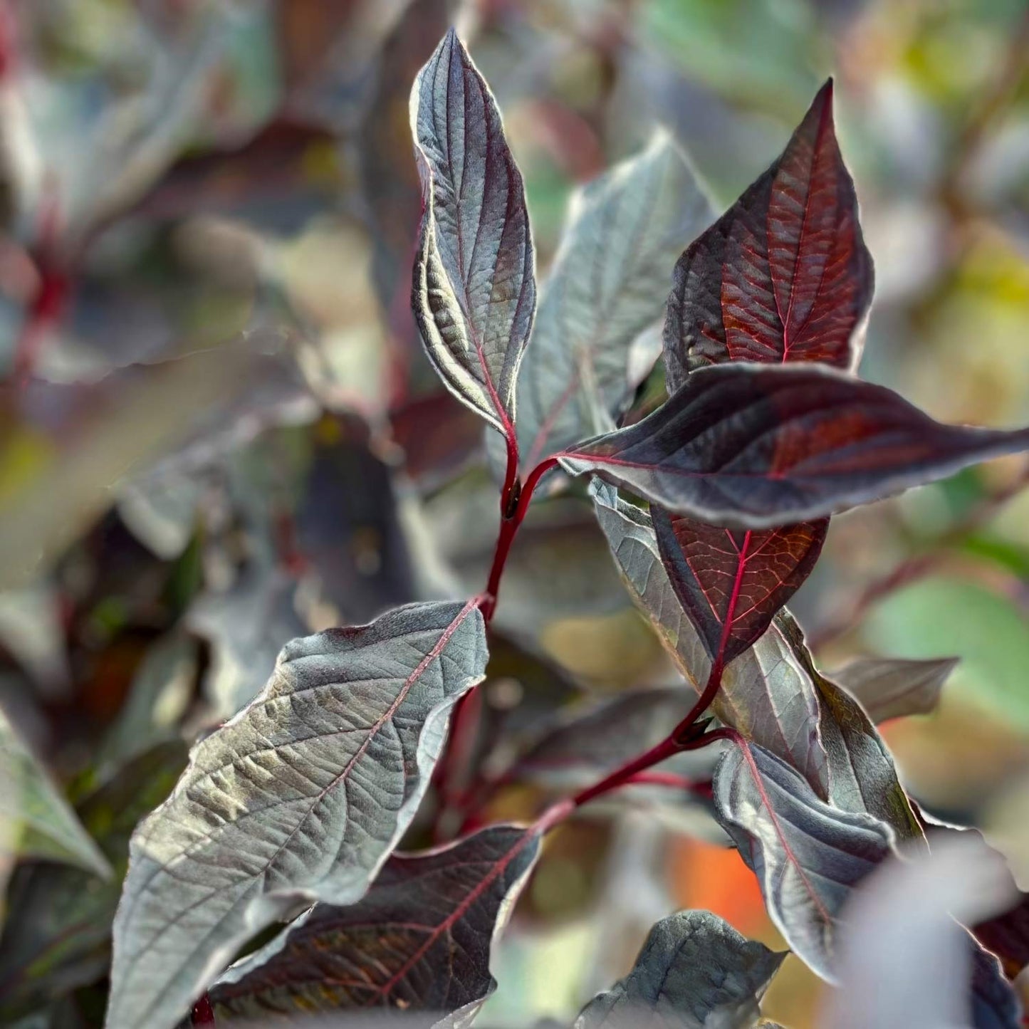 Cornus alba 'Nightfall'