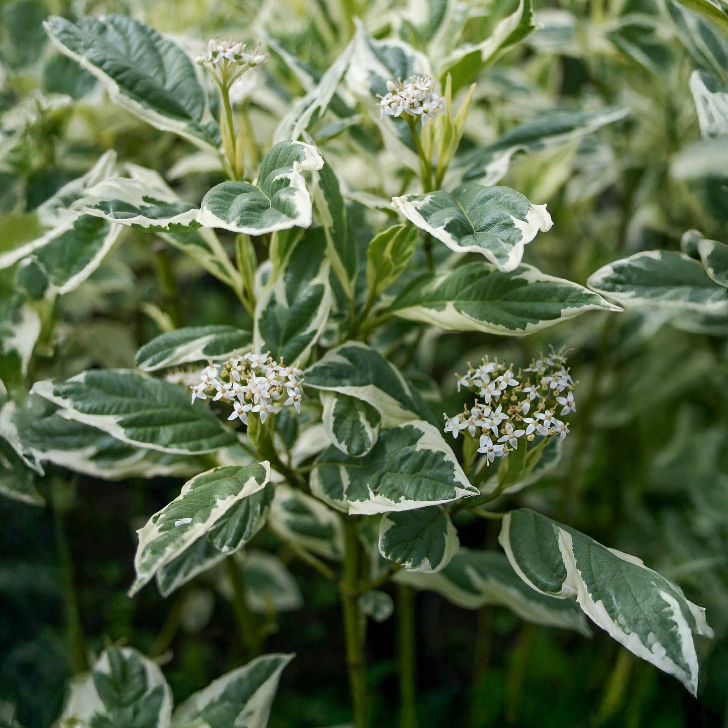 Cornus sericea 'White Gold'