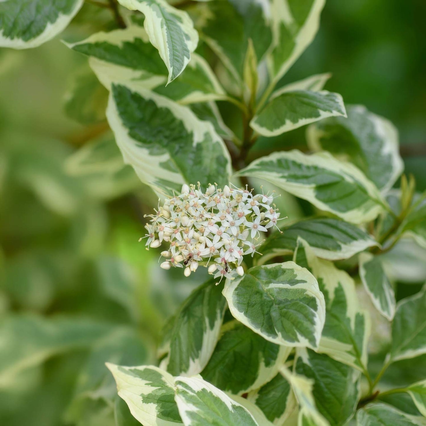 Cornus sericea 'White Gold'