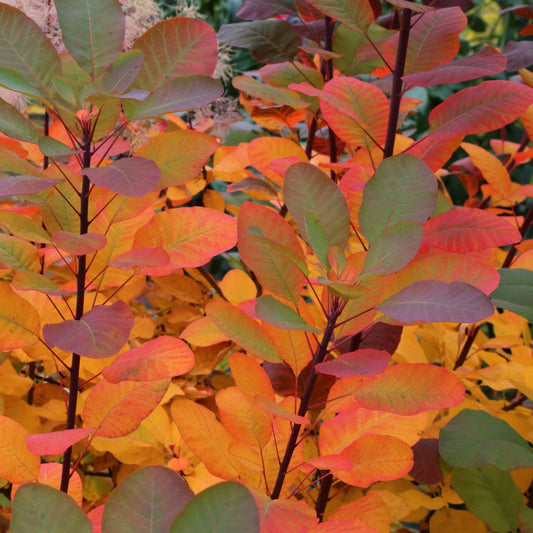 Cotinus 'Candy Floss'. Colourful winter leaves with orange, red, and green hues