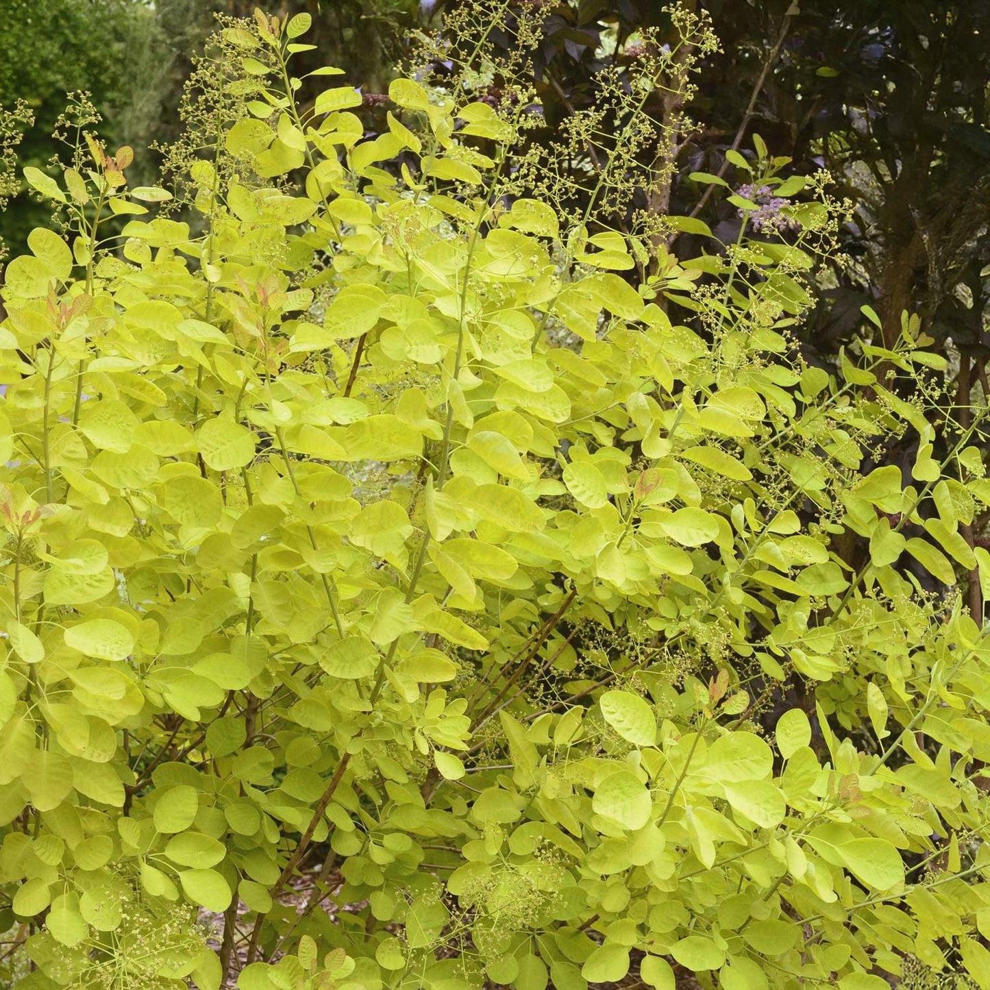 Cotinus coggygria 'Golden Lady'
