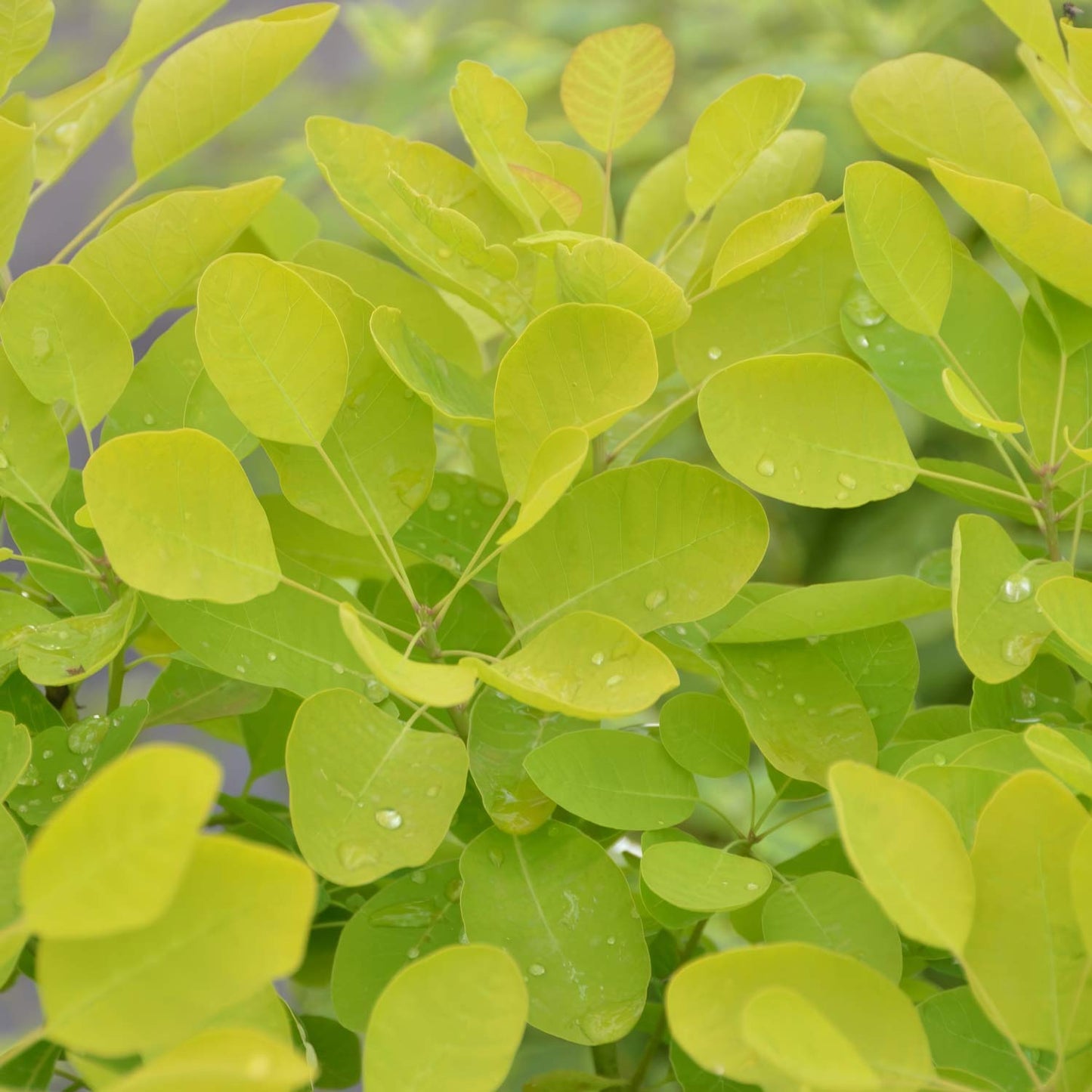 Cotinus coggygria 'Golden Lady'