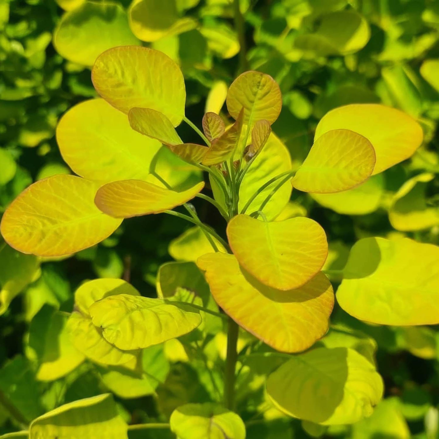 Cotinus coggygria 'Golden Lady'