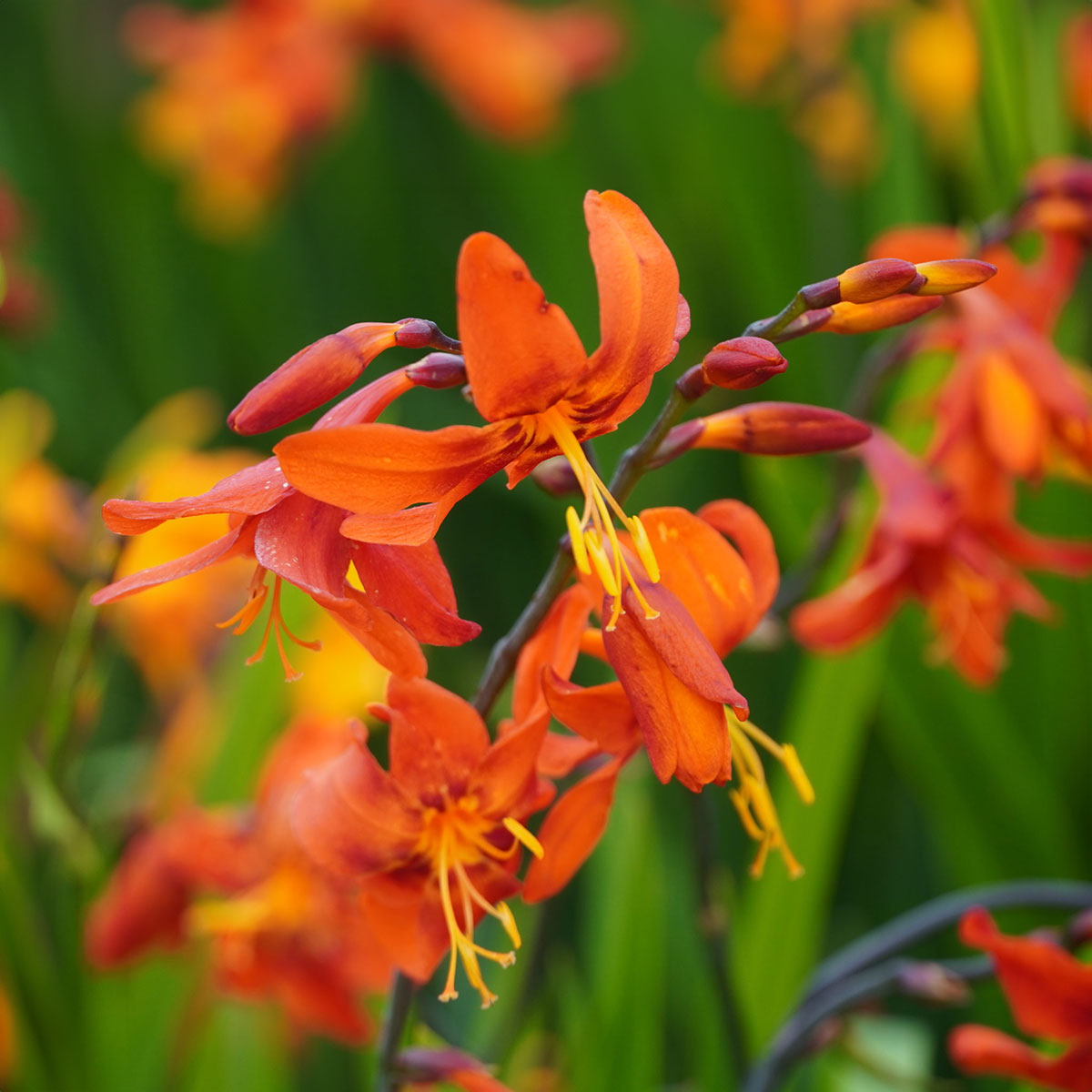 Crocosmia 'Babylon'