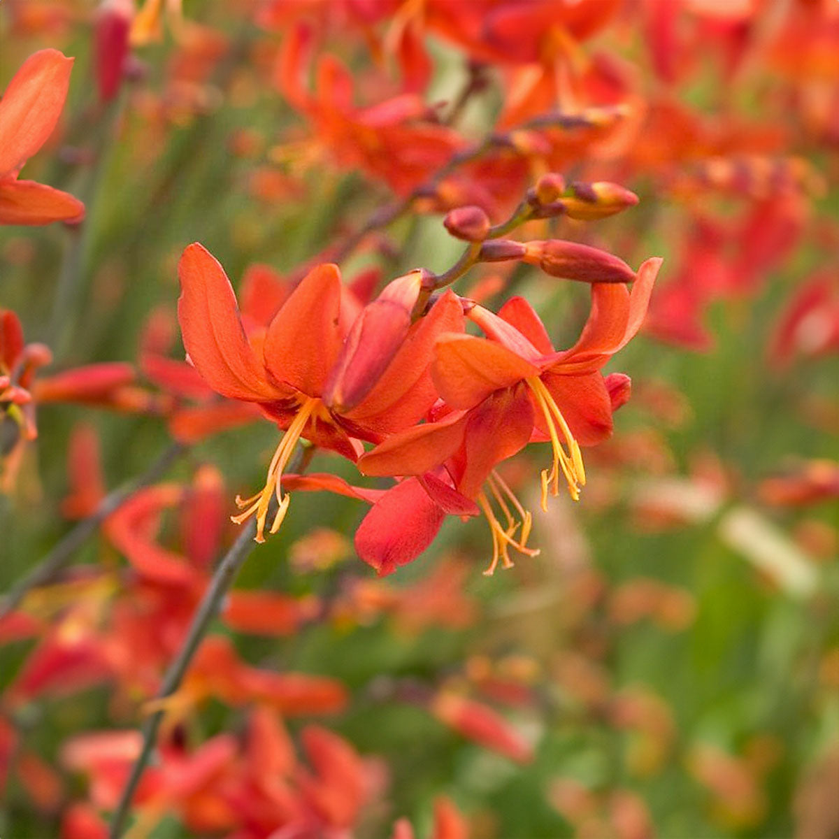 Crocosmia 'Babylon'