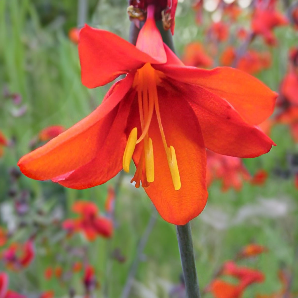Crocosmia 'Babylon'