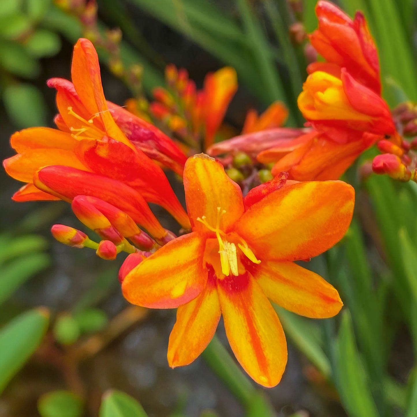 Crocosmia × crocosmiiflora 'Fire Jumper'