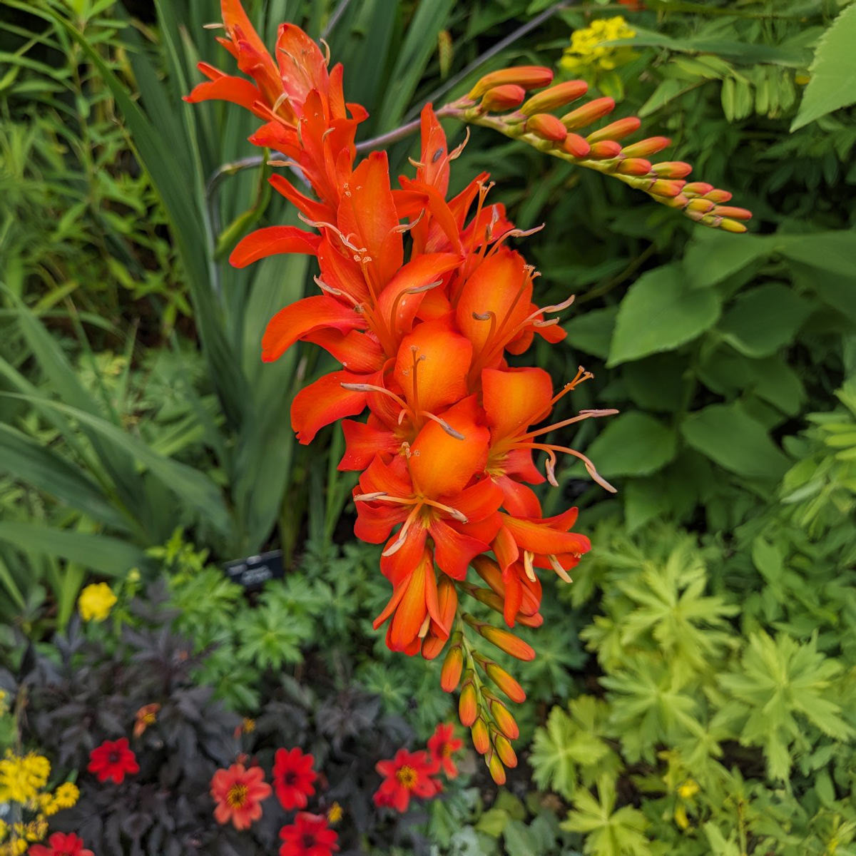 Crocosmia 'Orange Devil'