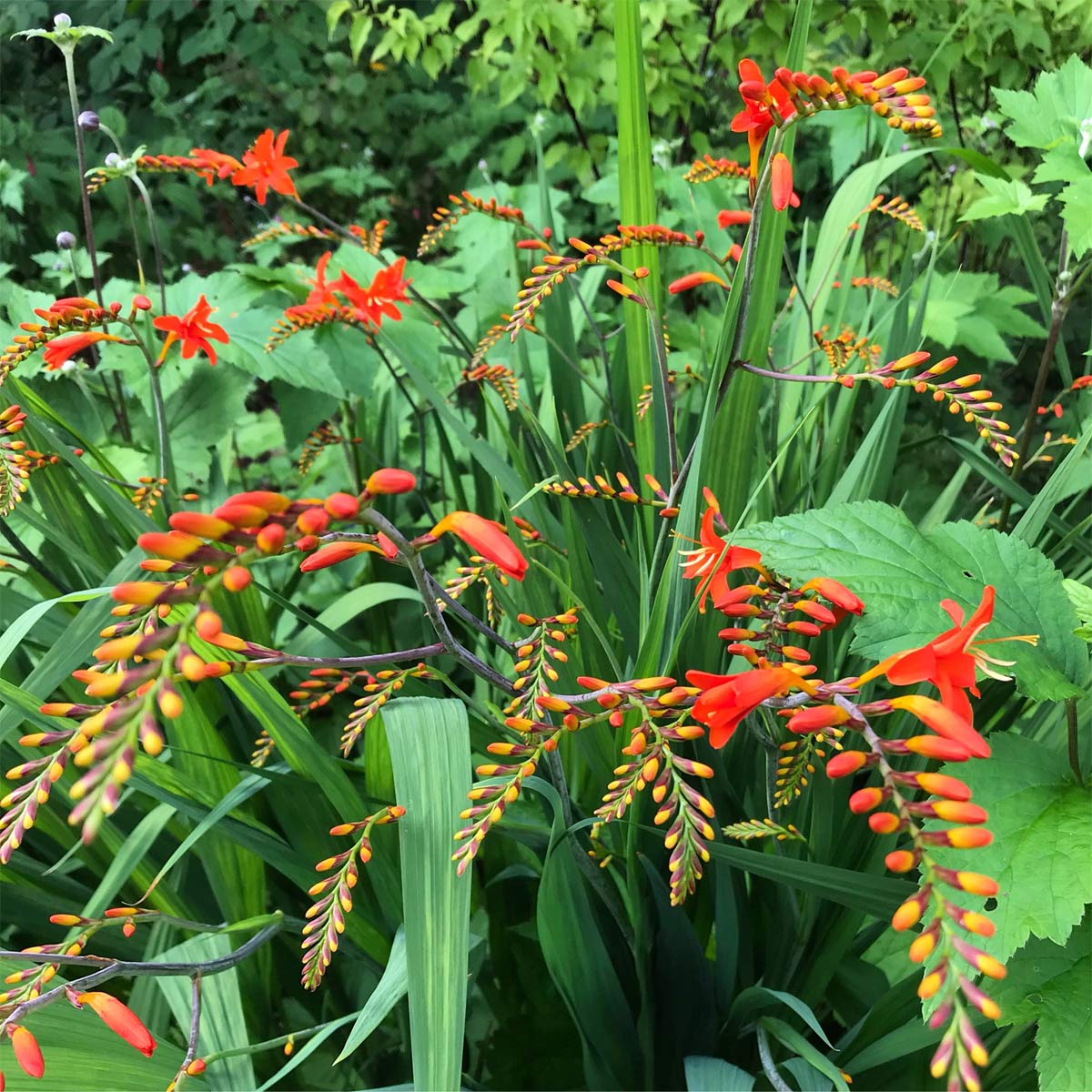 Crocosmia 'Orange Devil'