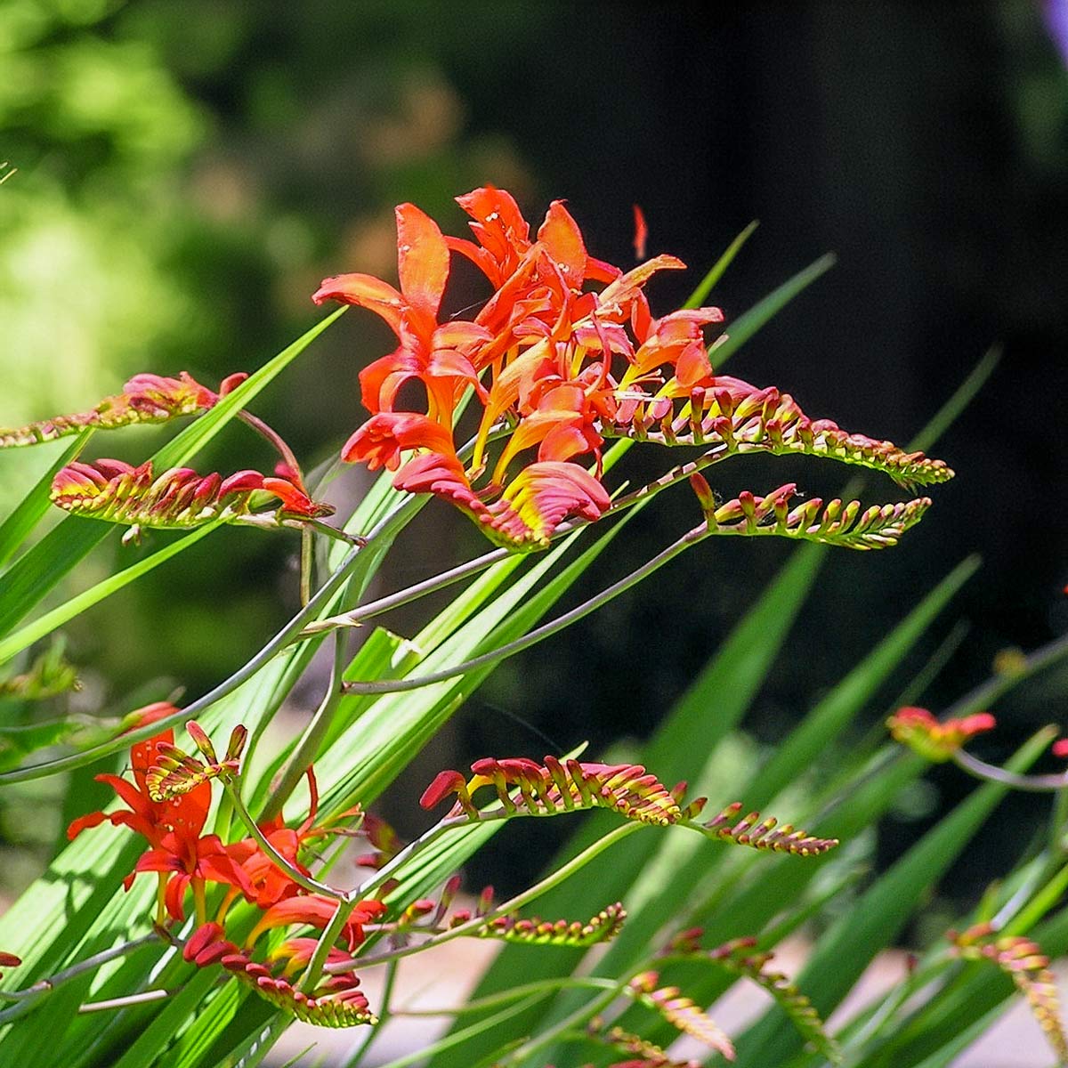 Crocosmia 'Orange Devil'