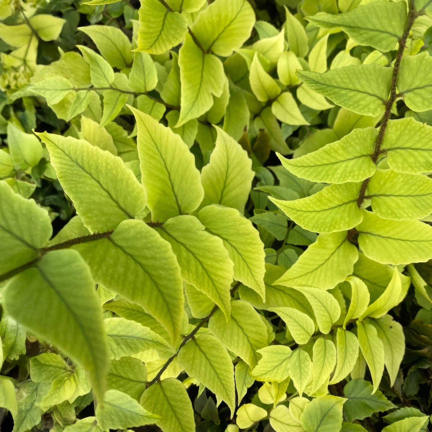 cyrtomium fortunei var. clivicola