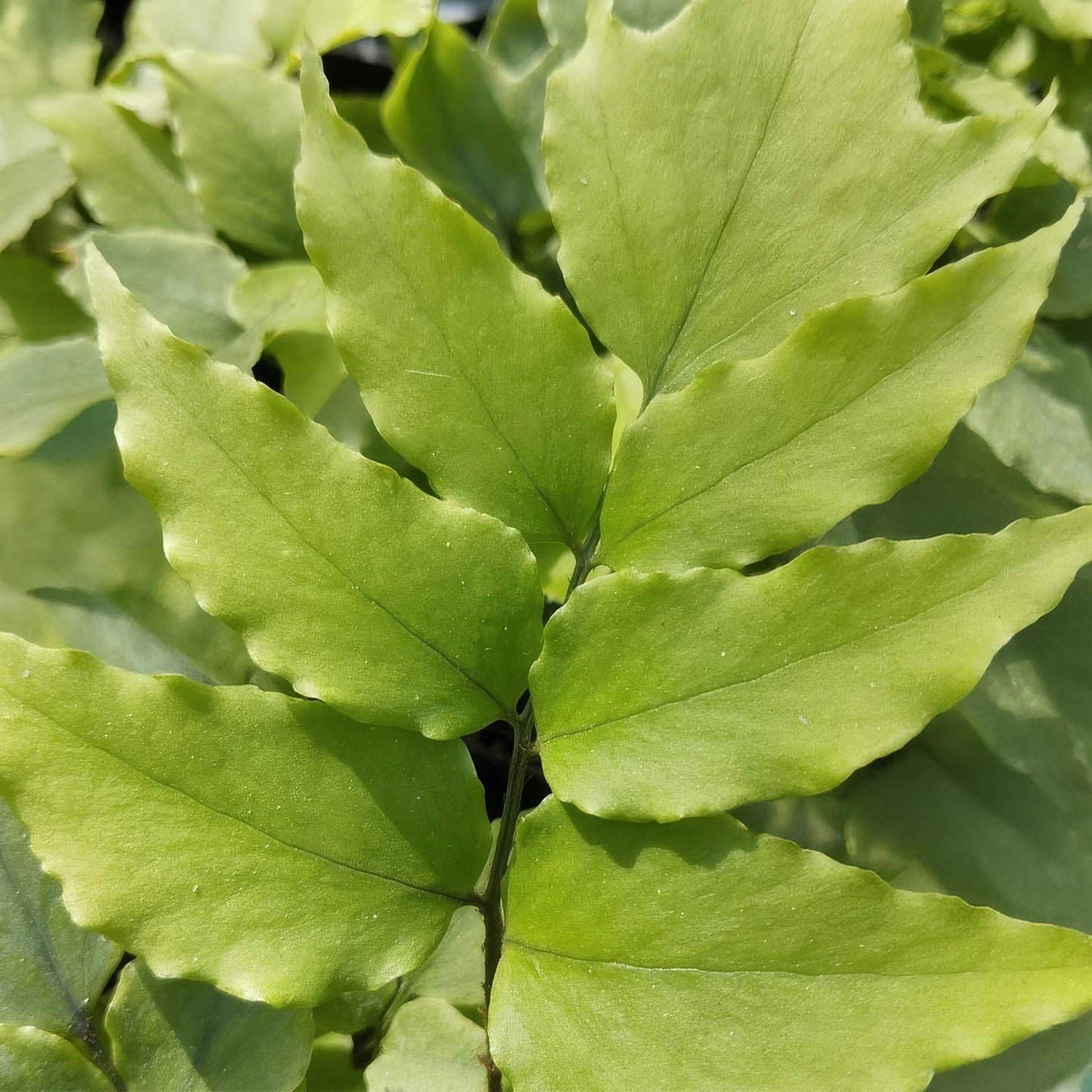 cyrtomium fortunei clivicola