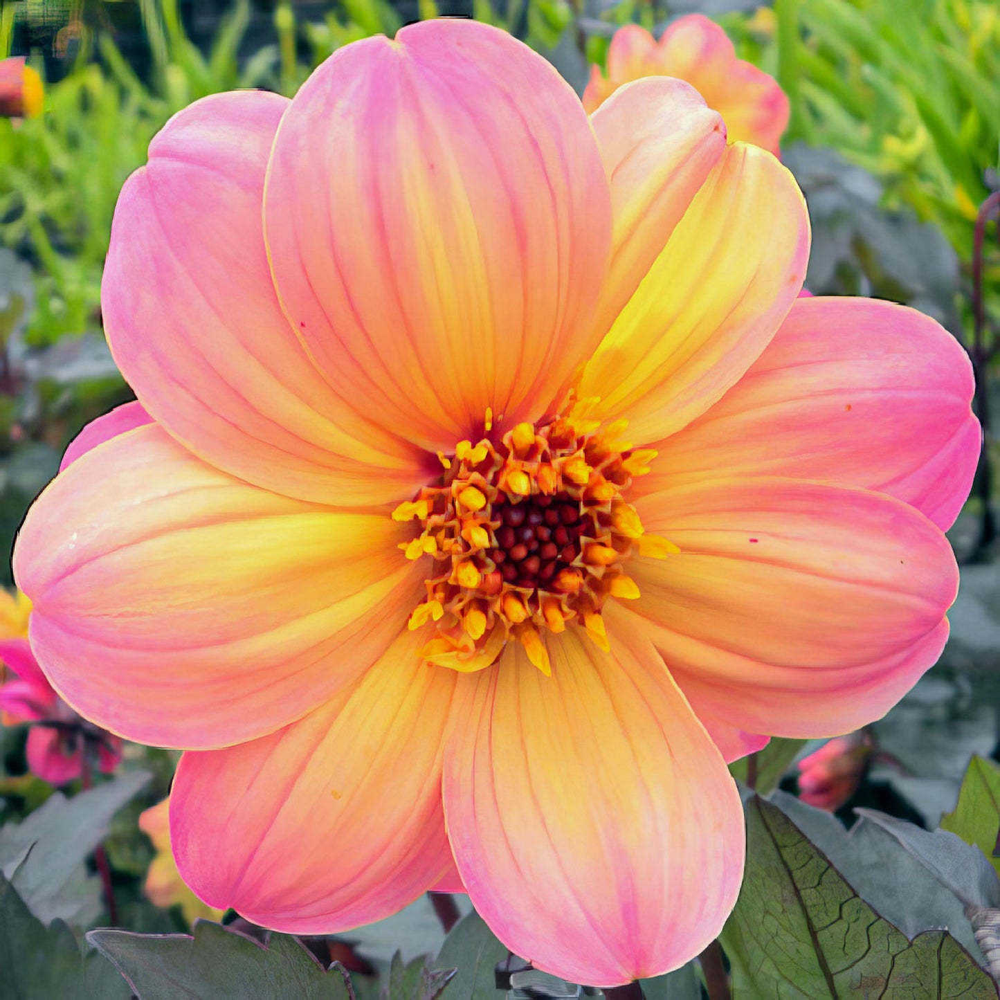 Dahlia ‘Dreamy Fantasy’