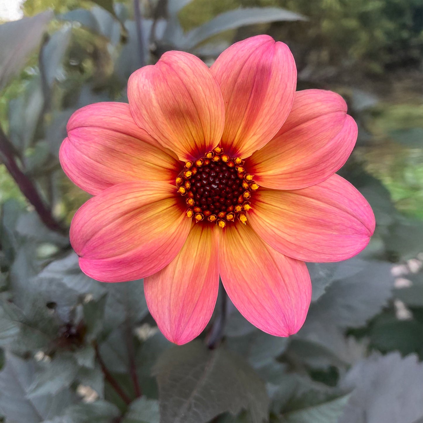 Dahlia ‘Dreamy Fantasy’