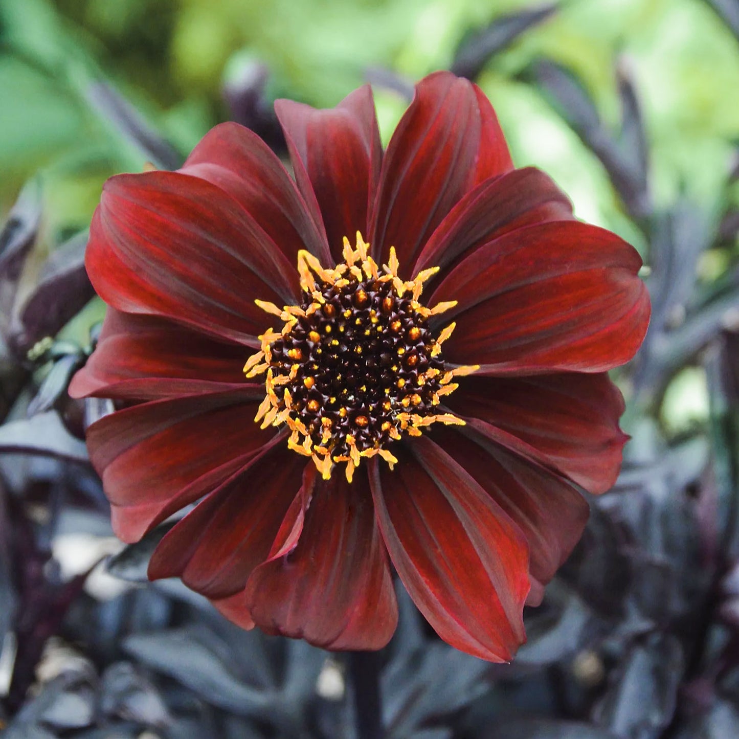 Dahlia 'Dreamy® Hot Chocolate'