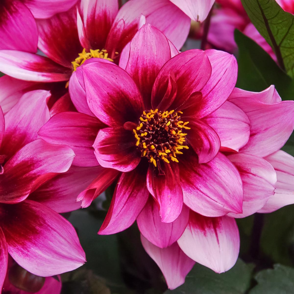 Dahlia 'Dreamy Nights'
