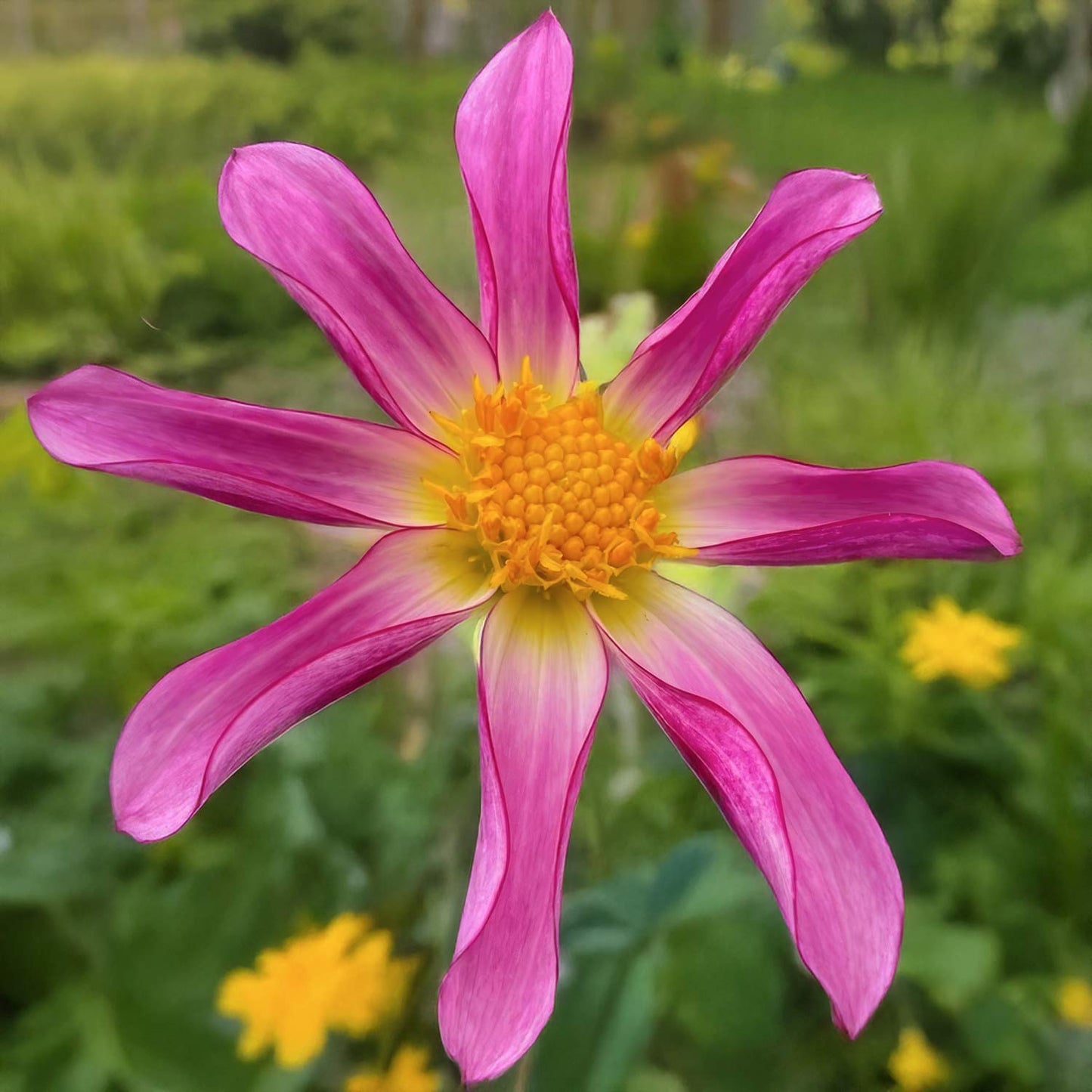 Dahlia 'Honka Rose'