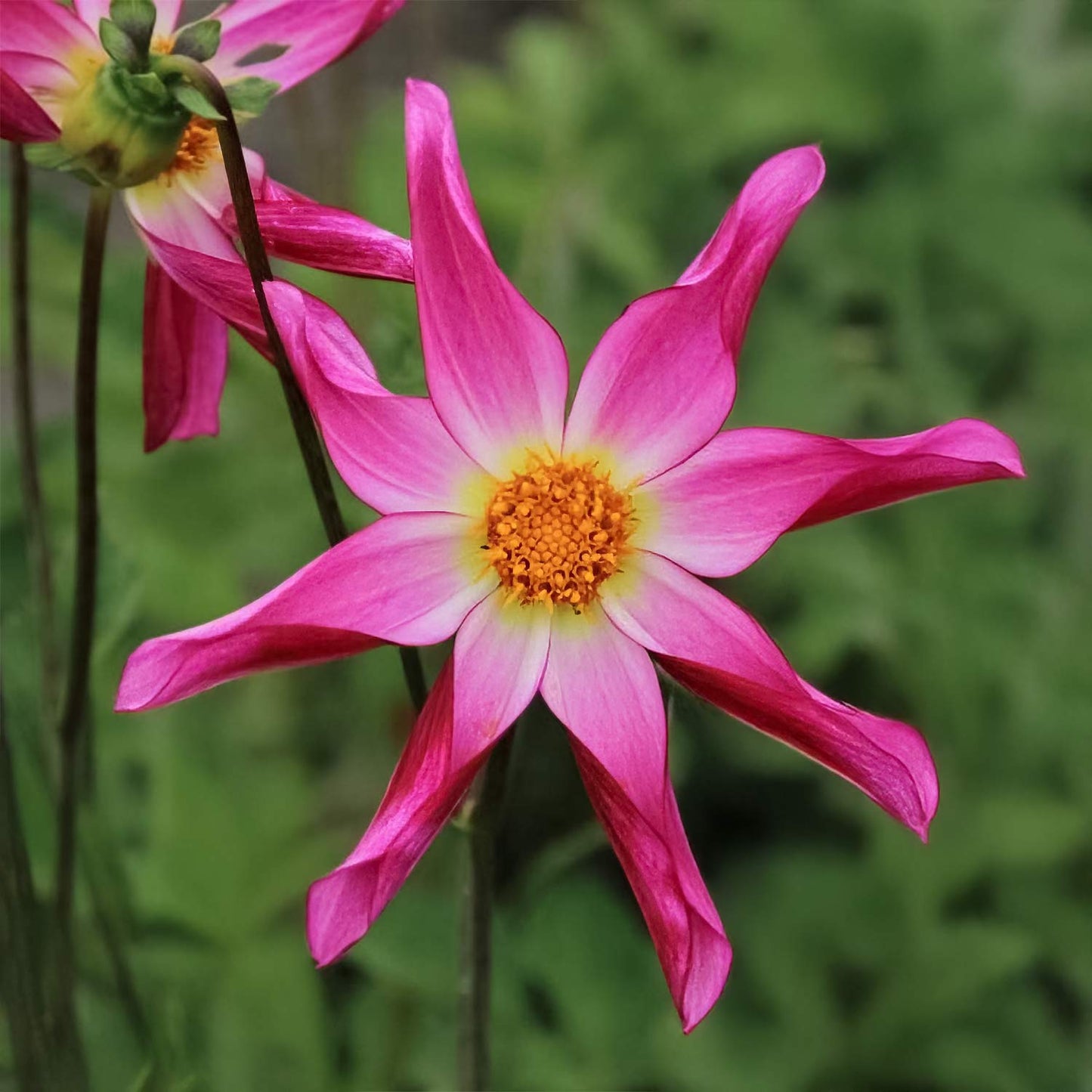 Dahlia 'Honka Rose'
