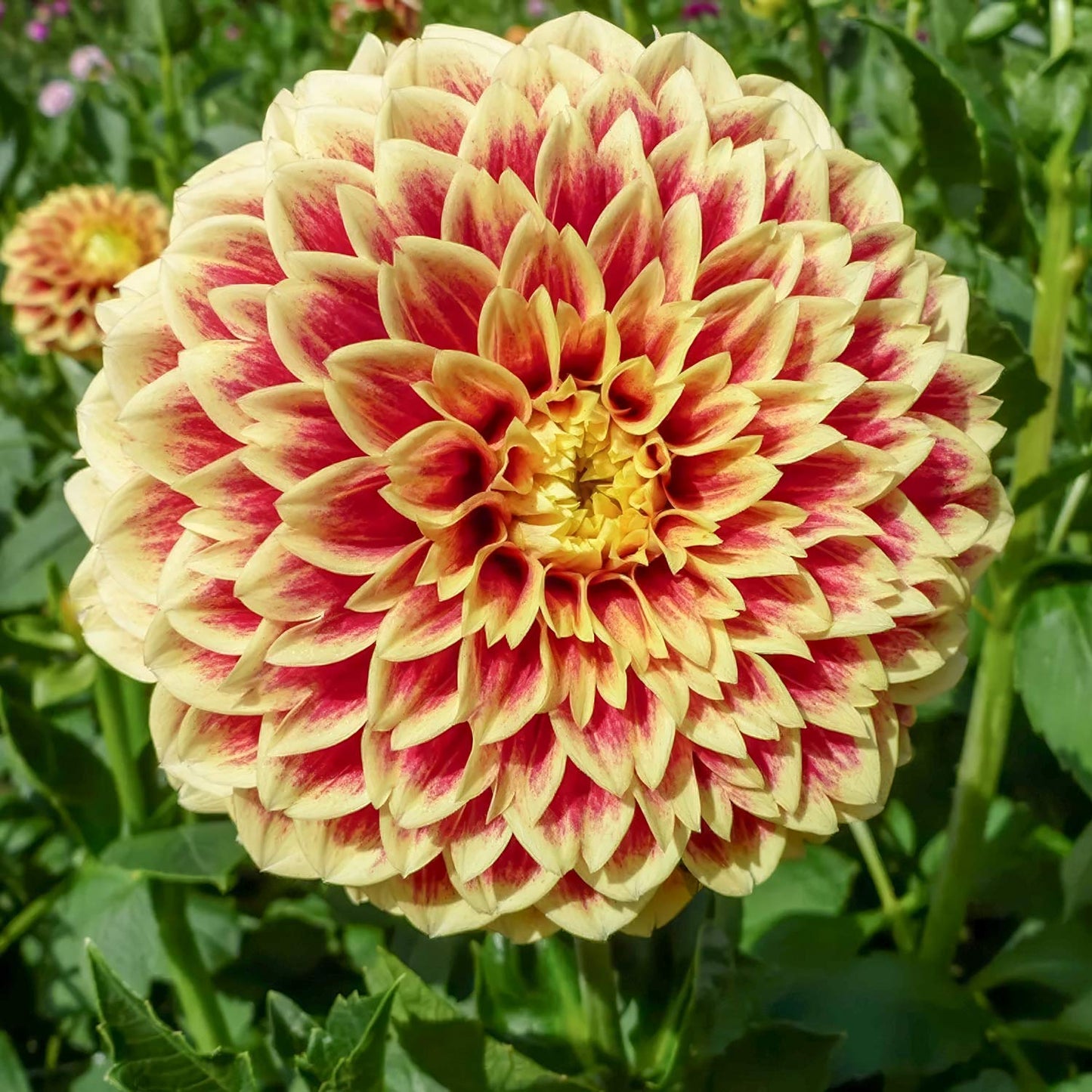 Dahlia 'Jowey Hubert'. Close-up of a large, multicolored dahlia flower with pink and yellow petals.