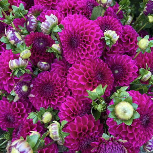 Dahlia 'Jowey Nina'. A dense cluster of vibrant magenta-purple dahlia flowers with green leaves and buds, filling the entire frame.