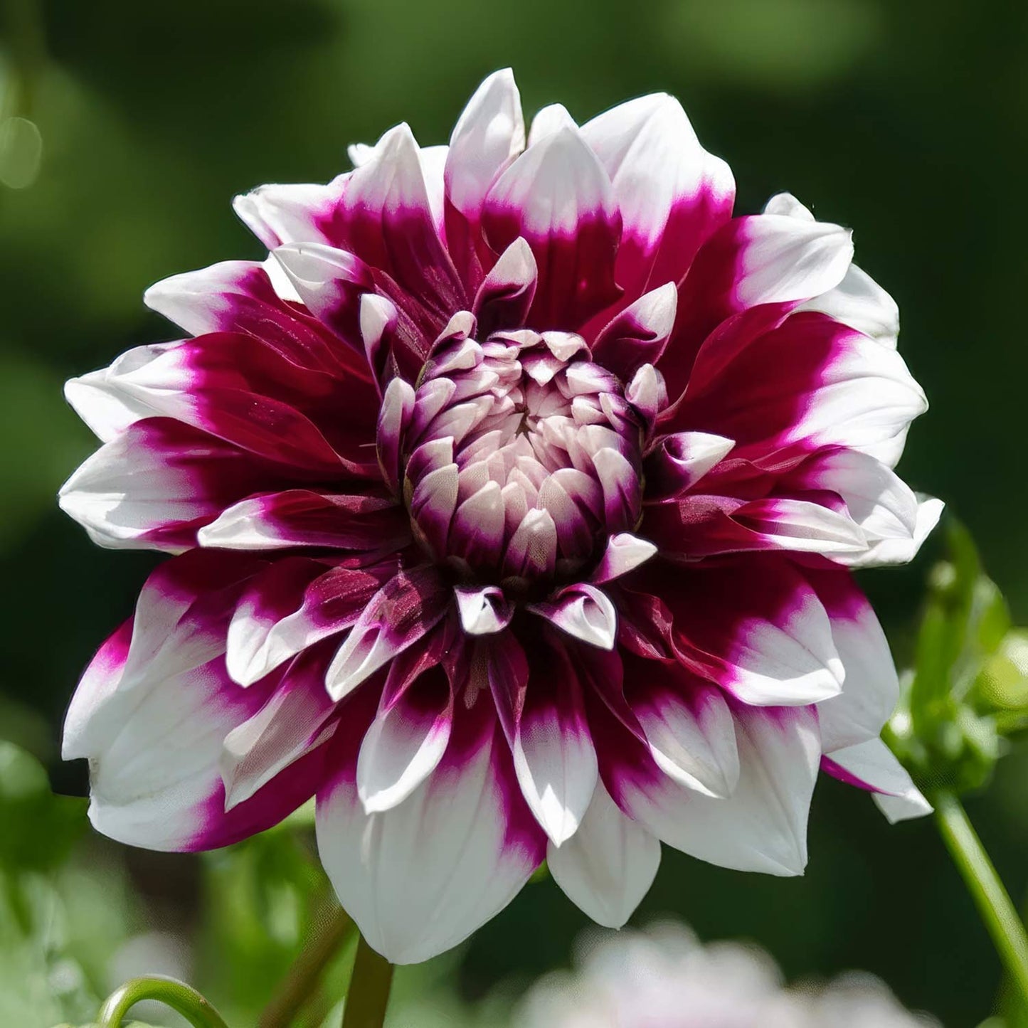 Dahlia 'Mystery Day'