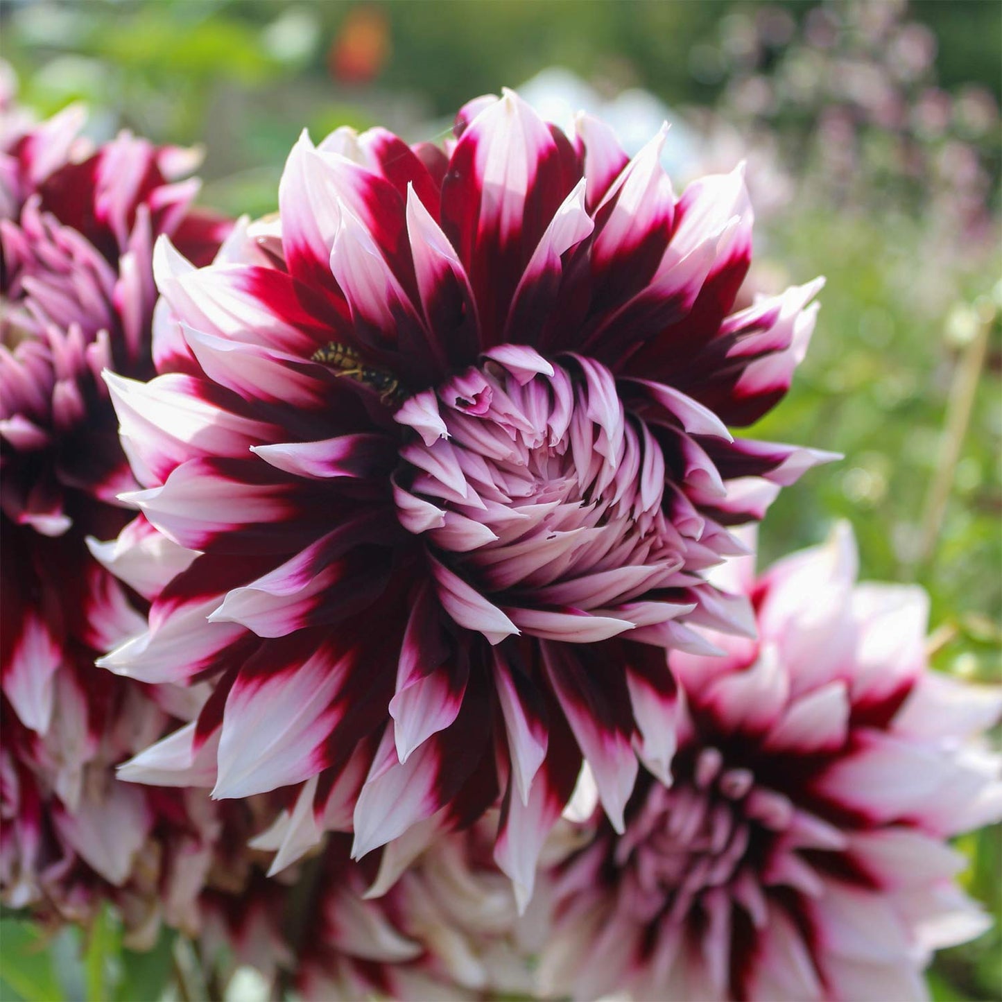 Dahlia 'Mystery Day'