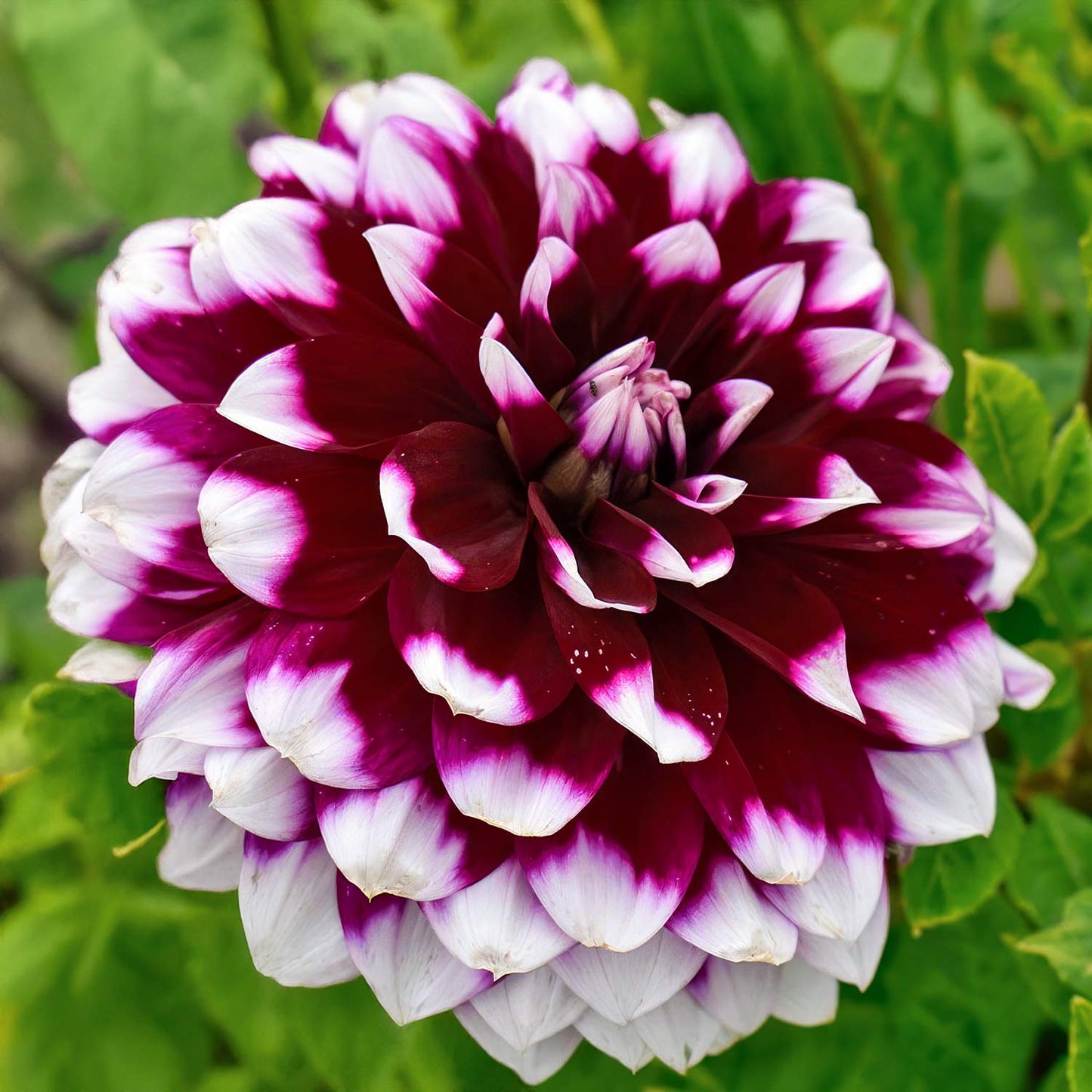 Dahlia 'Mystery Day'