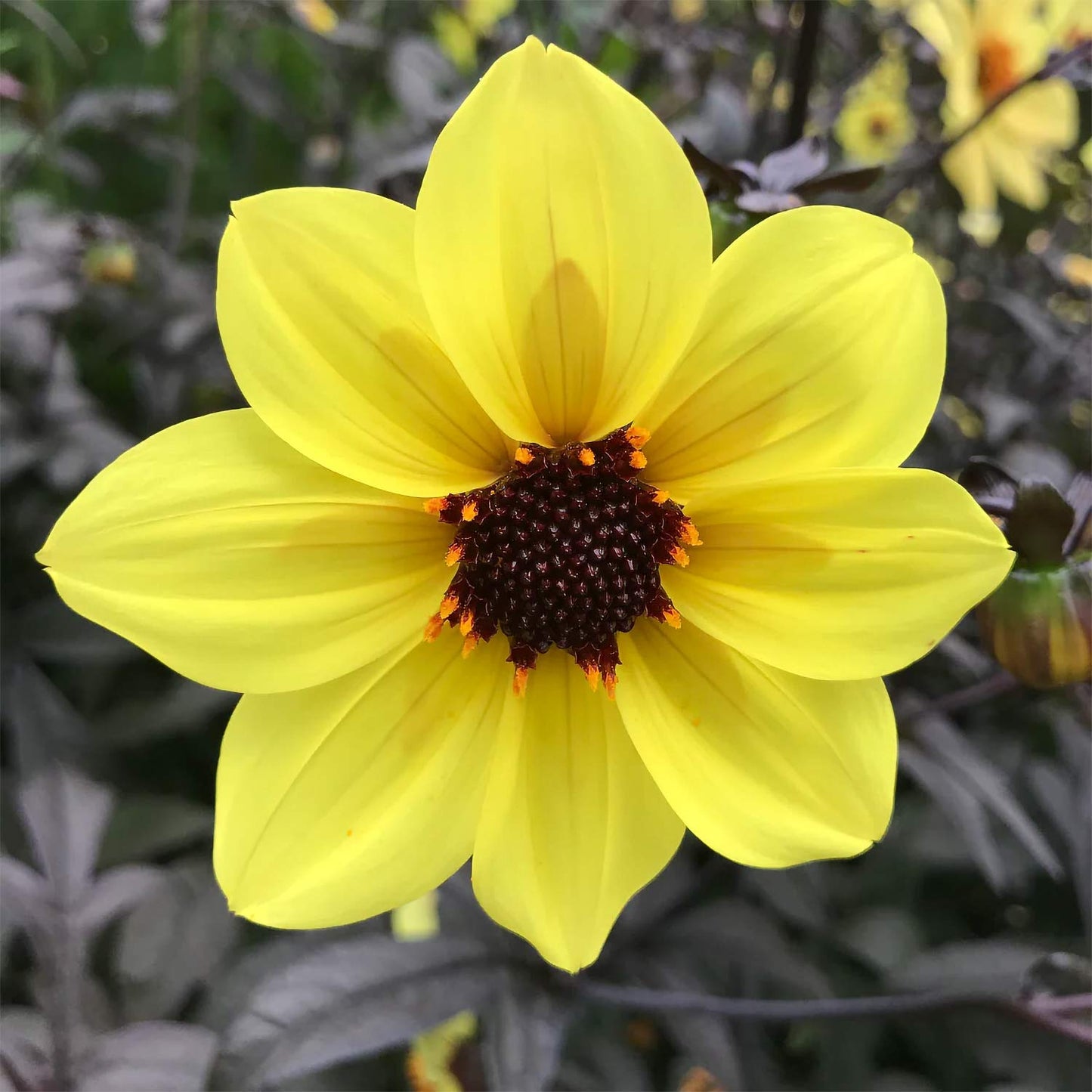 Dahlia 'Mystic Illusion'