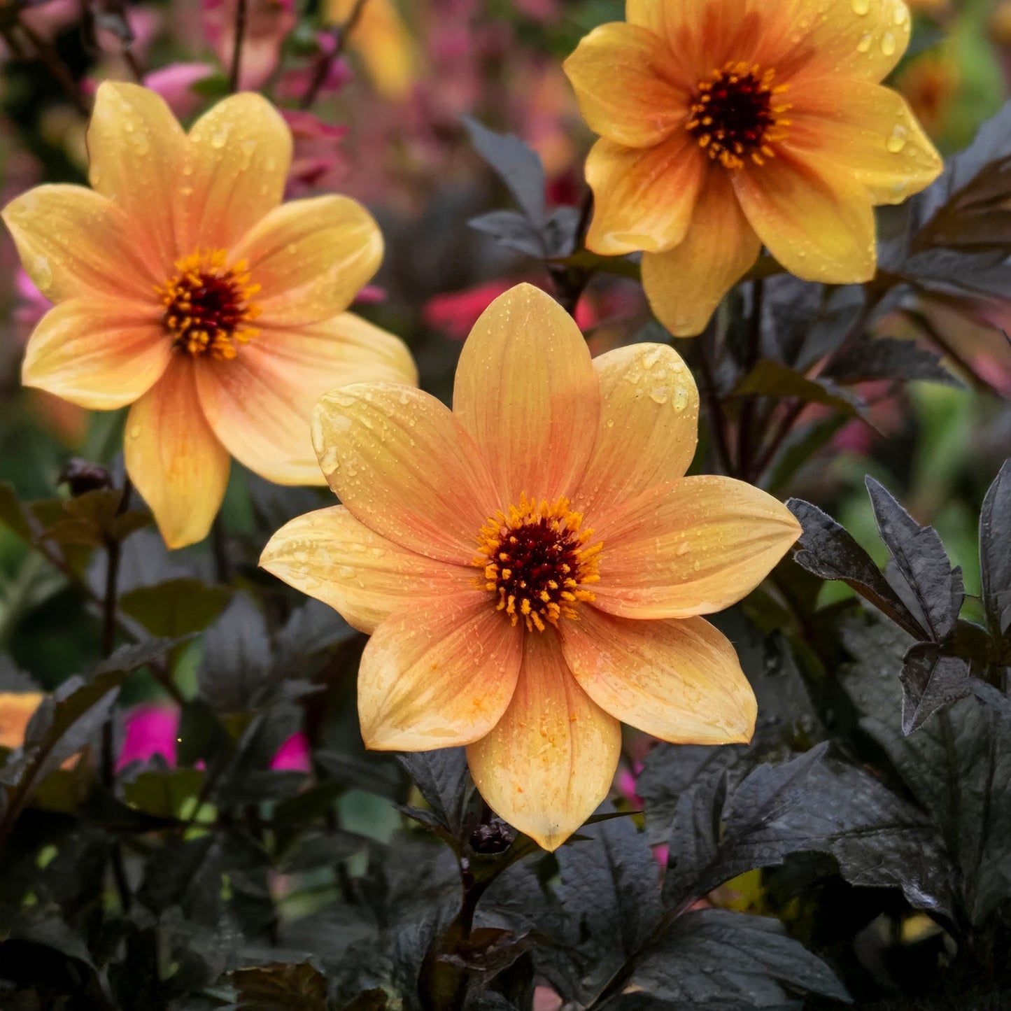 Dahlia 'Mystic Spirit'