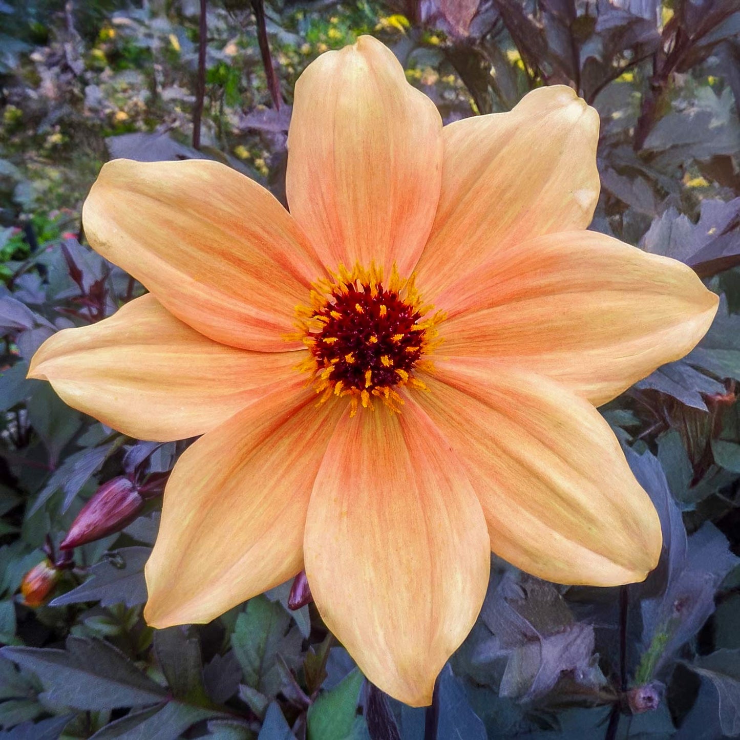 Dahlia 'Mystic Spirit'