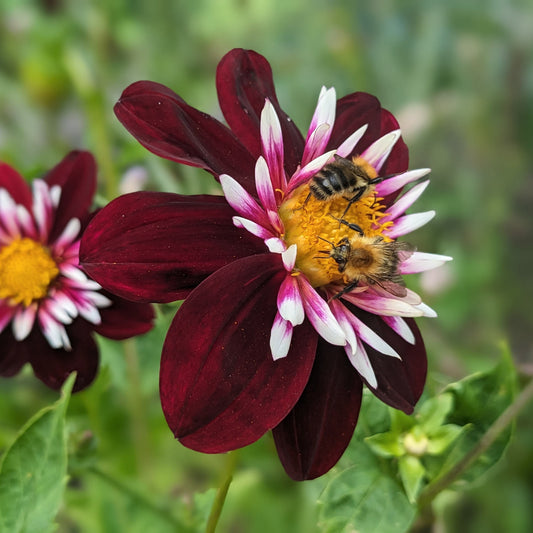 Dahlia 'Night Butterfly'. Close-up of a dark burgundy dahlia flower with white and pink striped petals and a bright yellow center, with two bees on the flower in a garden setting.