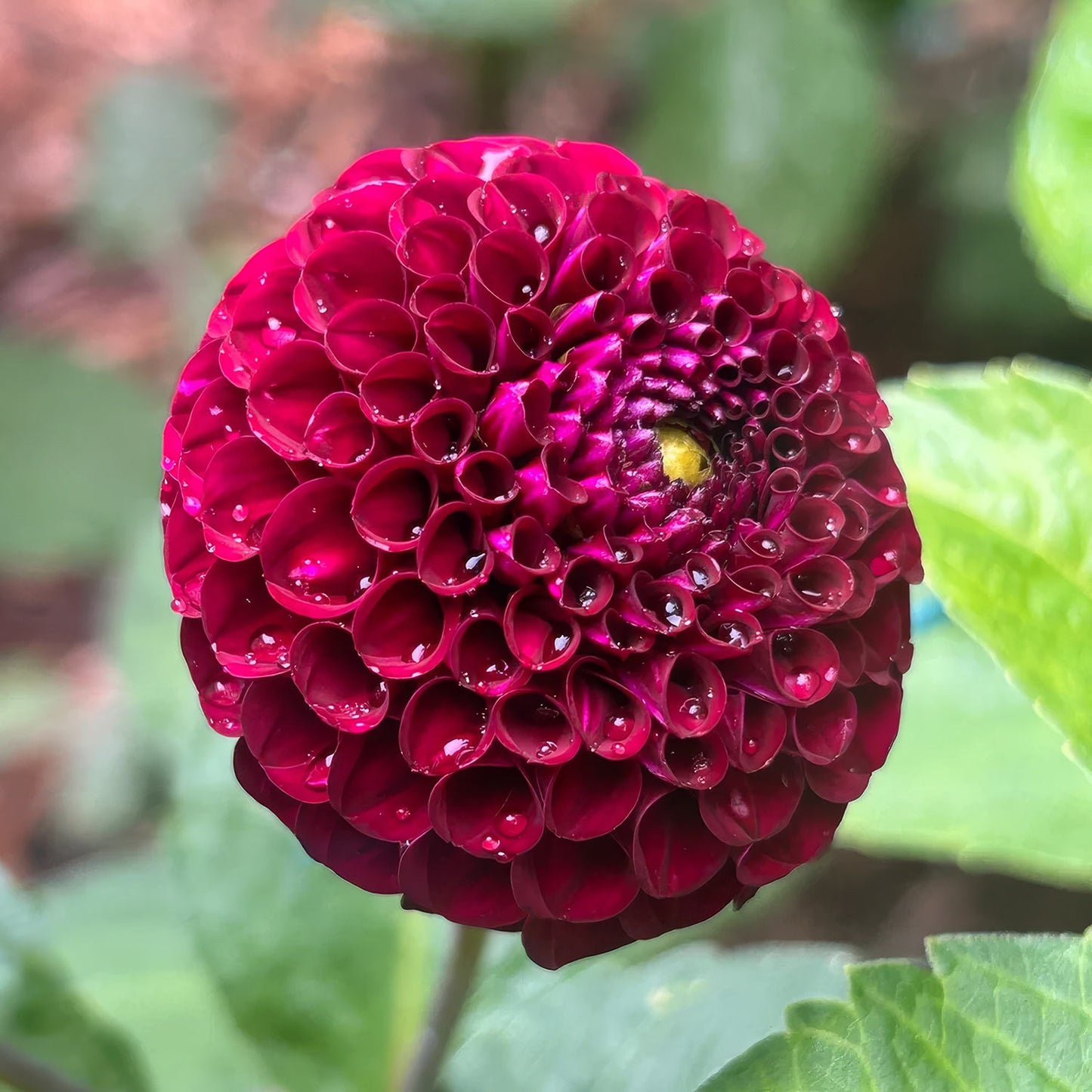 Dahlia 'Rocco'. A close-up of a deep burgundy red dahlia flower covered in water droplets, set against a soft-focus green garden background.