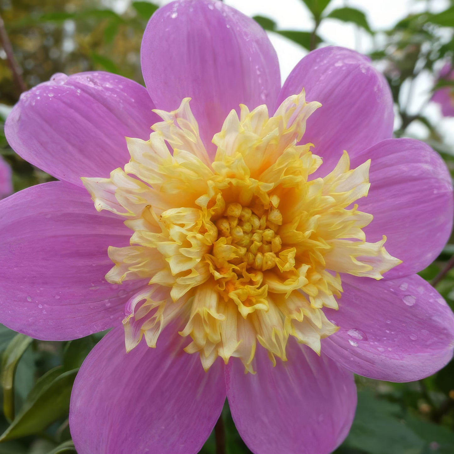 Dahlia 'Take Off'