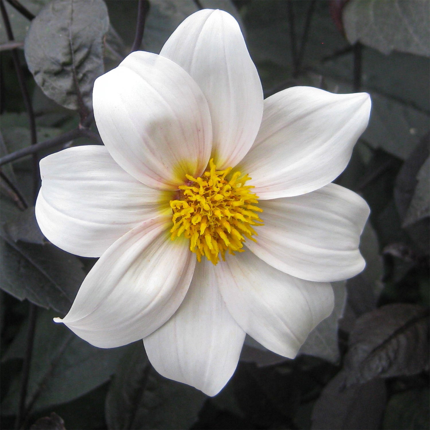 Dahlia 'Twyning's After Eight'