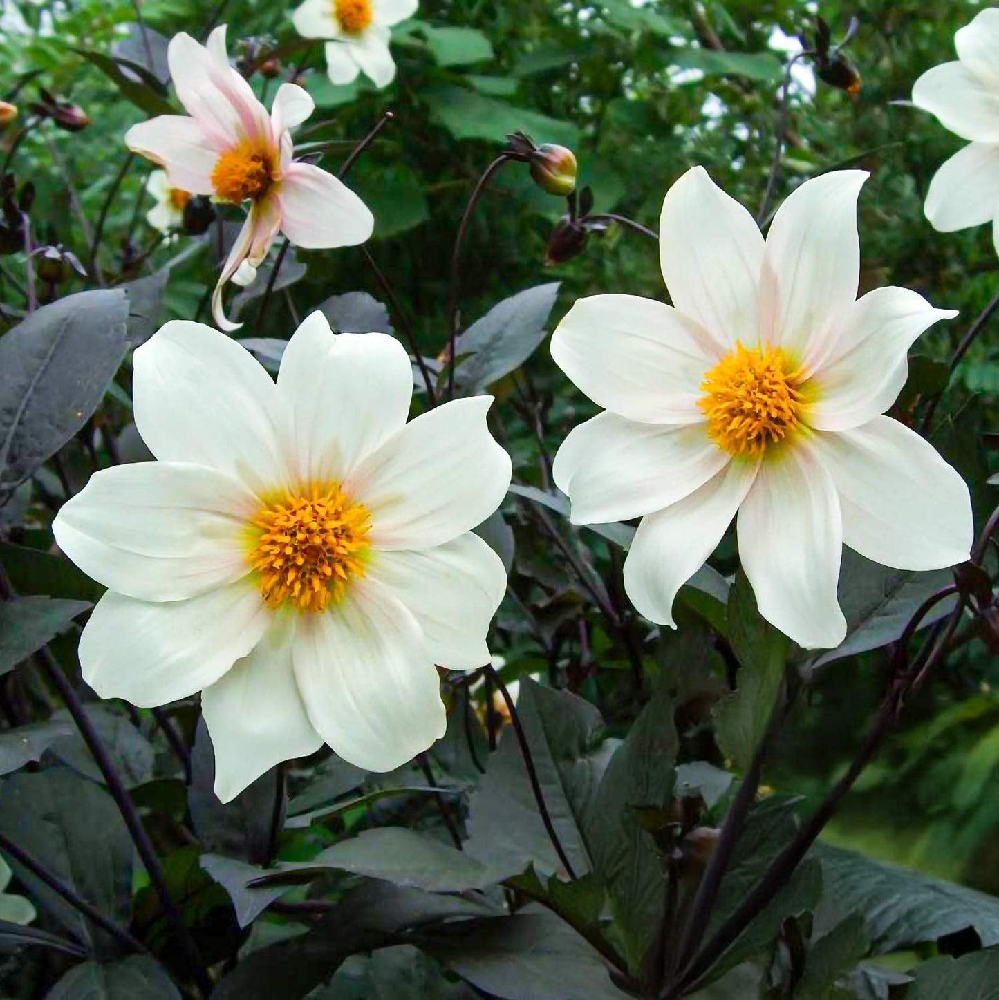 Dahlia 'Twyning's After Eight'