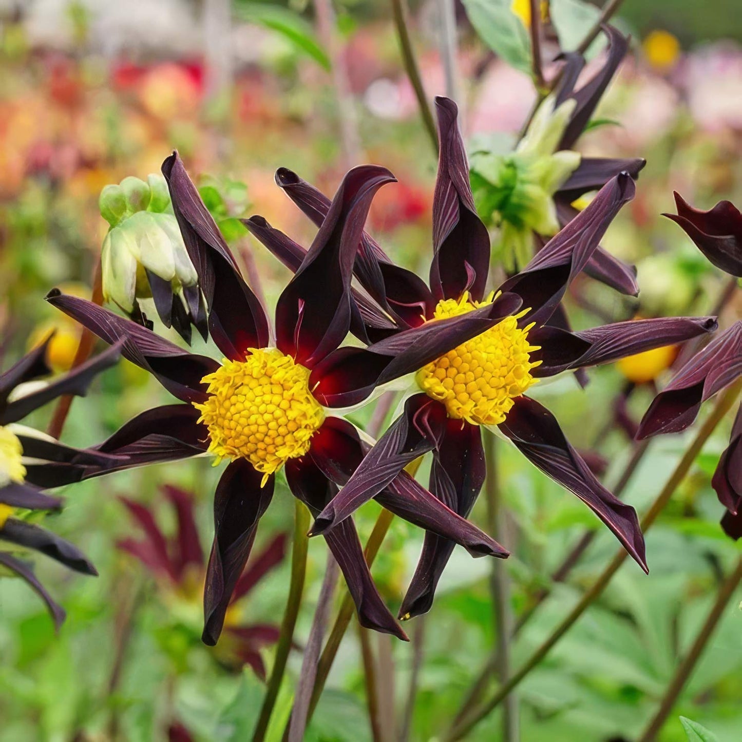 Dahlia 'Verrone's Obsidian'