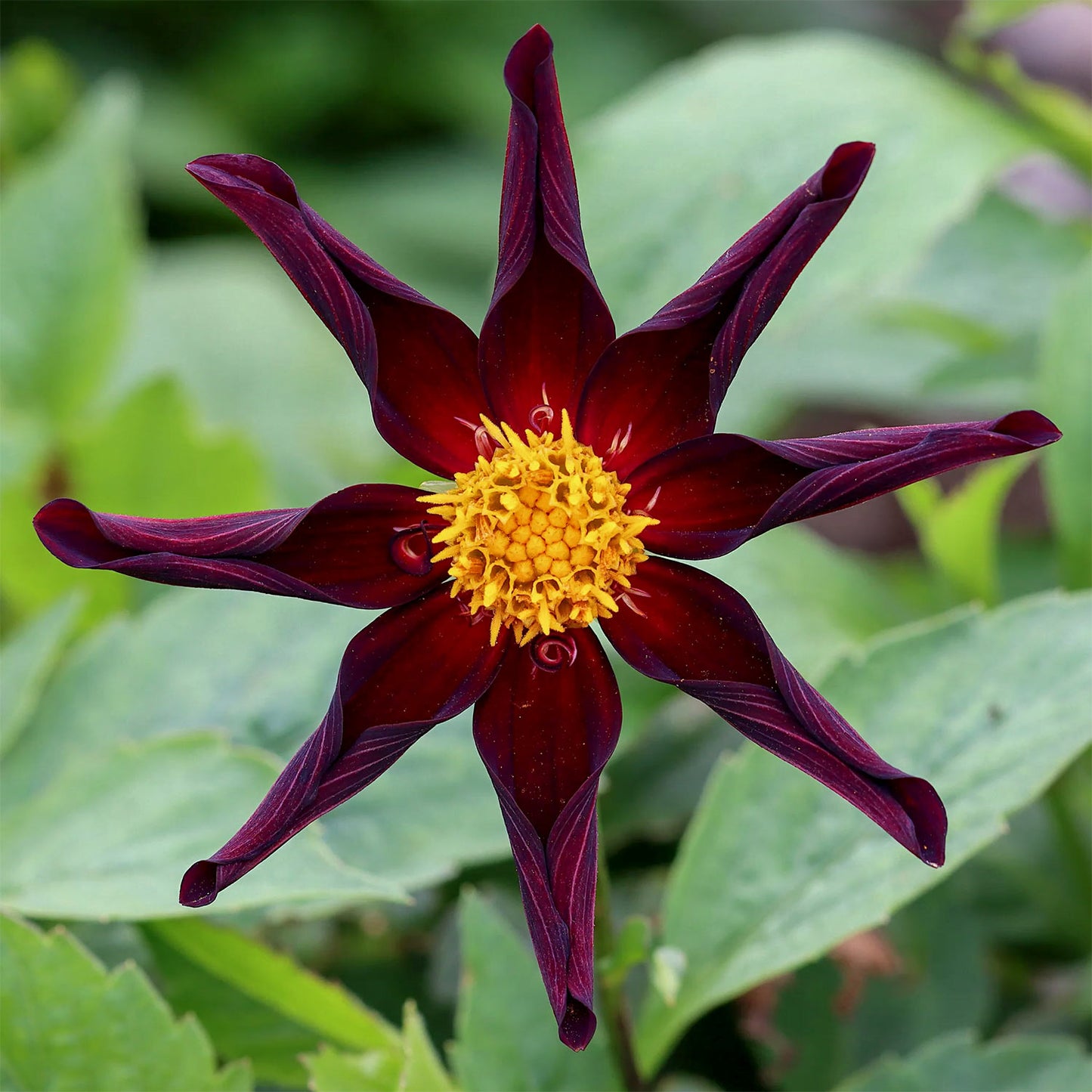 Dahlia 'Verrone's Obsidian'