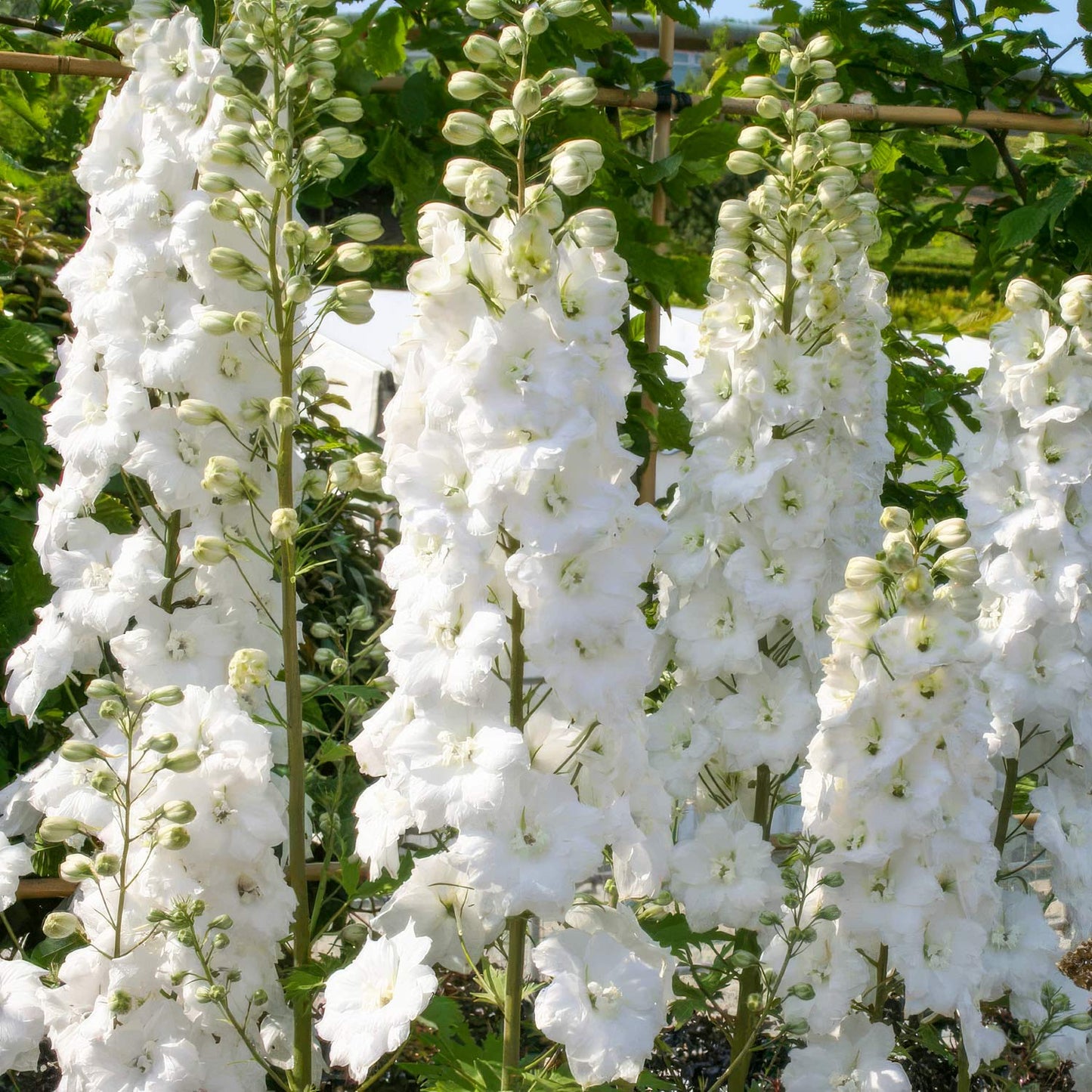 Delphinium elatum 'Double Innocence'. White delphinium flowers in a garden setting
