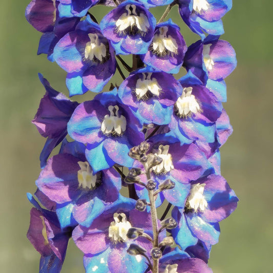 Delphinium elatum 'Morning Lights'