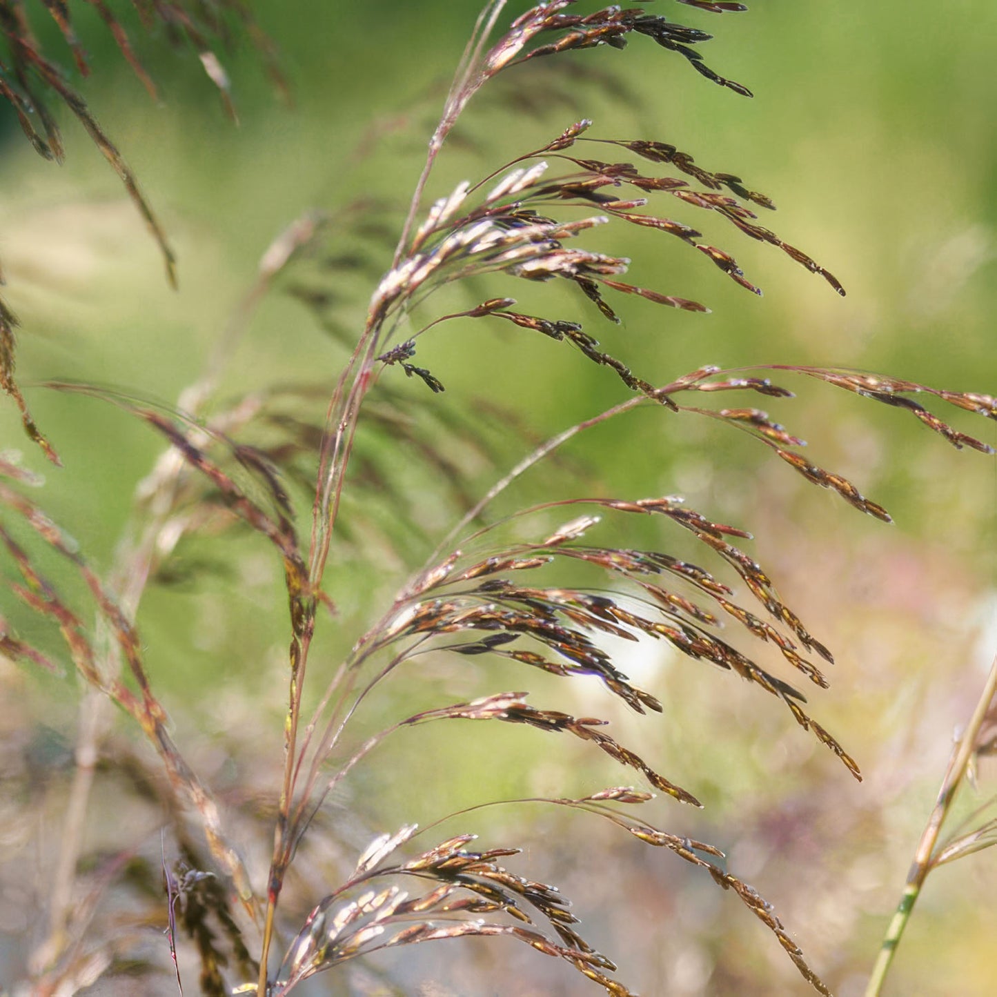 Deschampsia cespitosa 'Bronzeschleier'