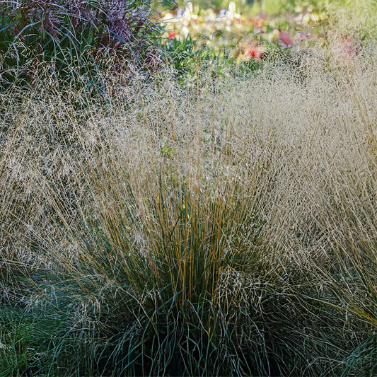 Deschampsia cespitosa 'Pixie Fountain'