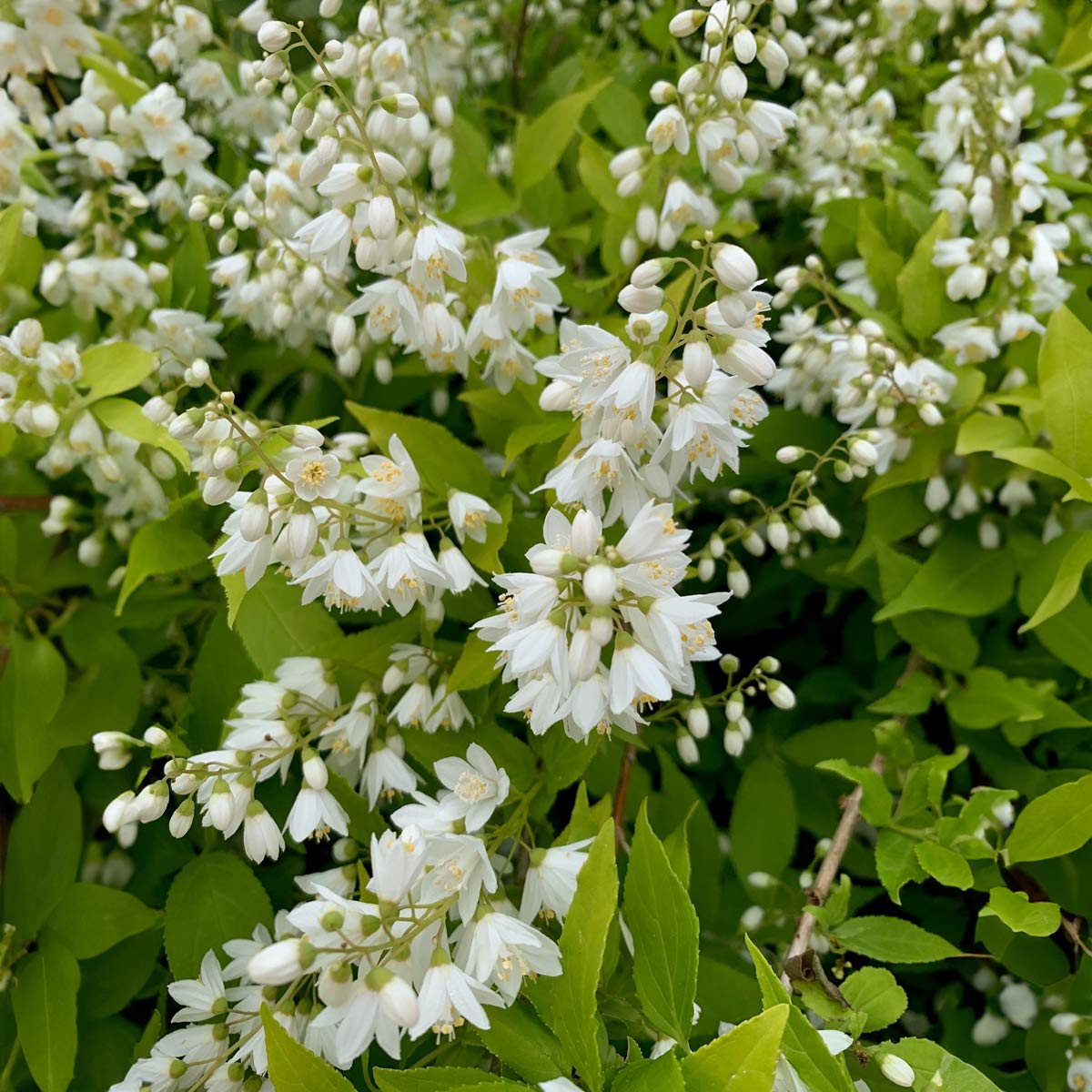 Deutzia gracilis 'Nikko'