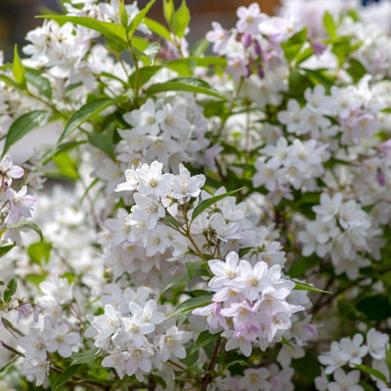 Deutzia gracilis 'Nikko'