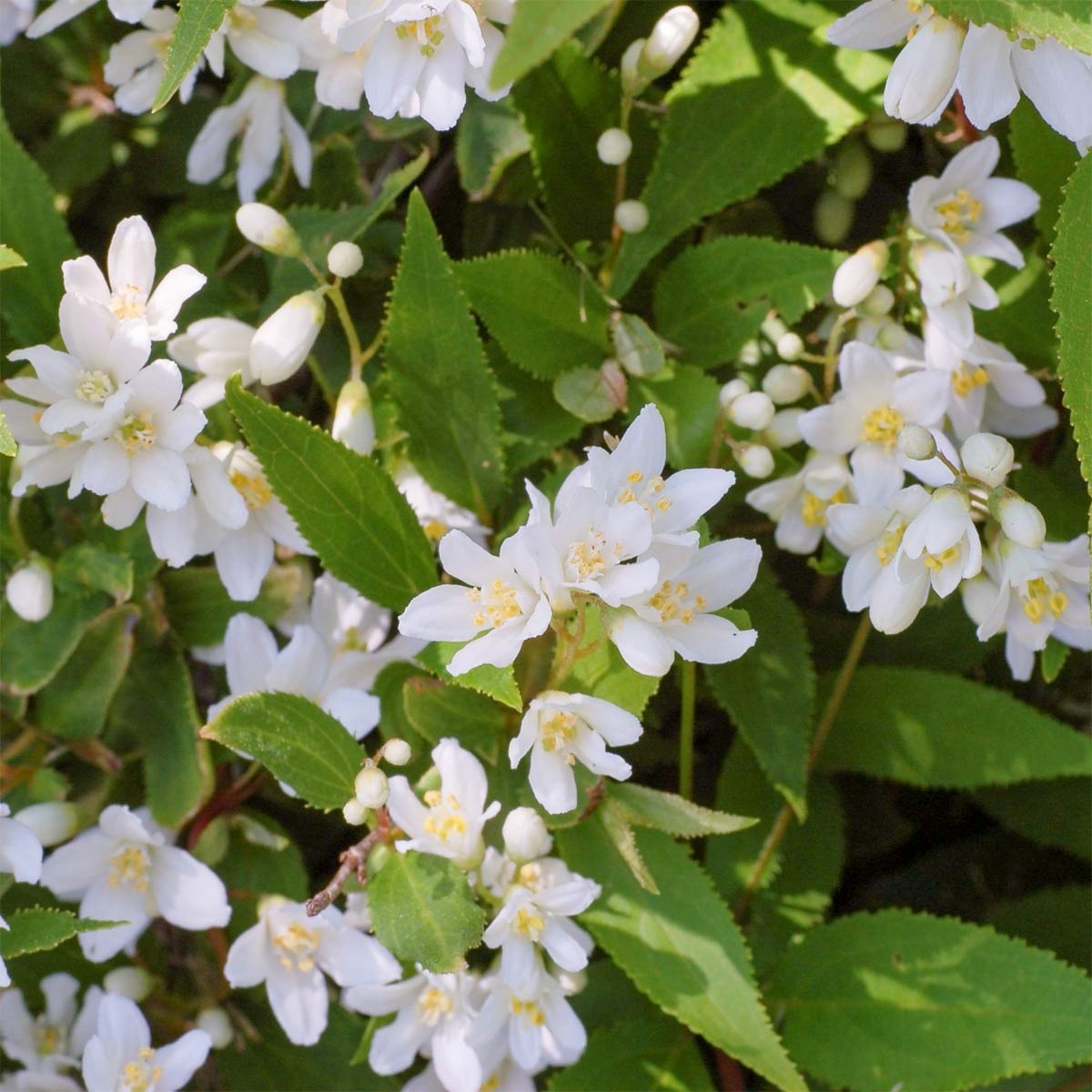 Deutzia gracilis 'Nikko'