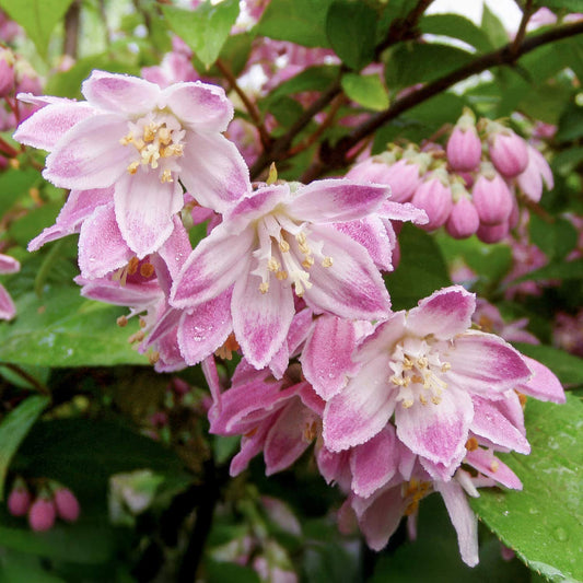Deutzia 'Raspberry Sundae'